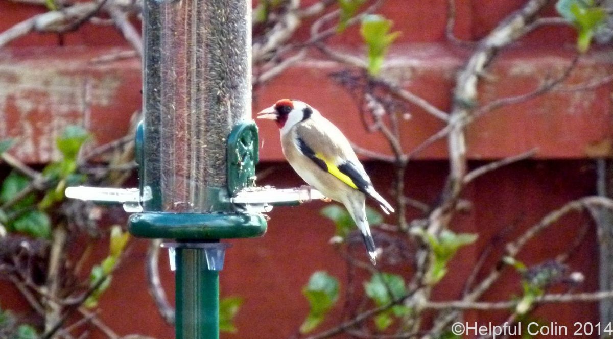 goldfinches feeding