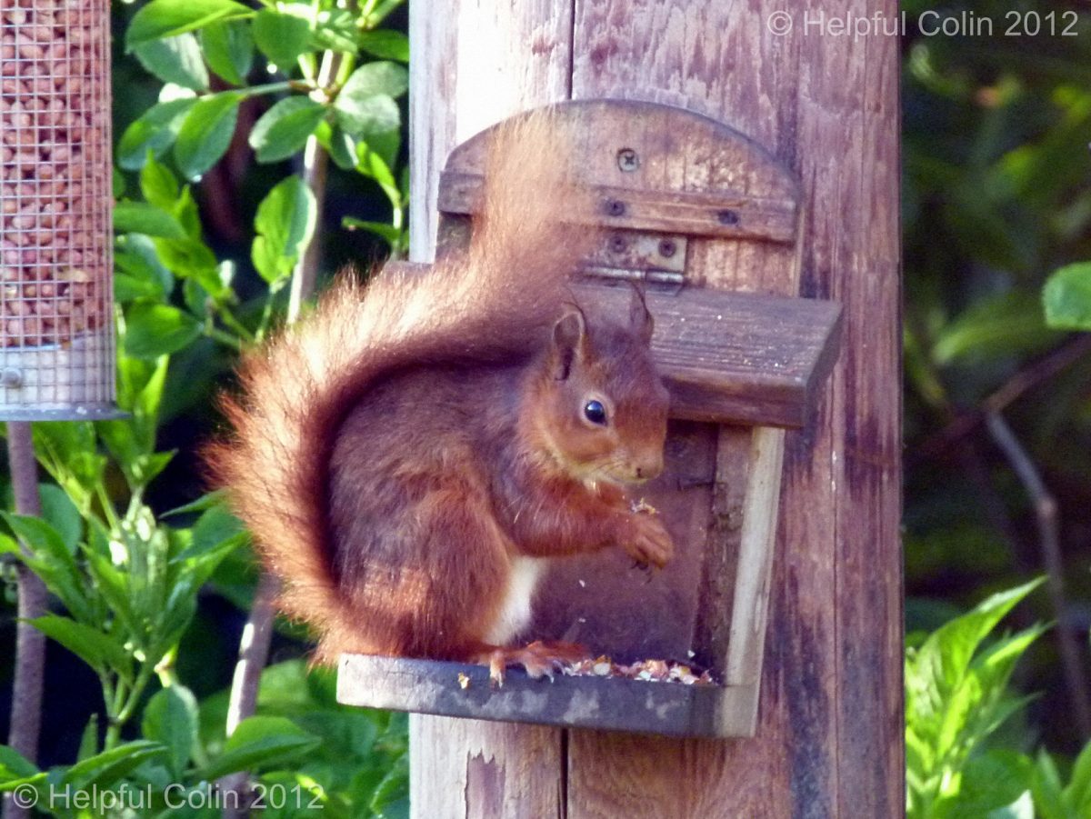 Northumberland Wildlife – Red Squirrel Included