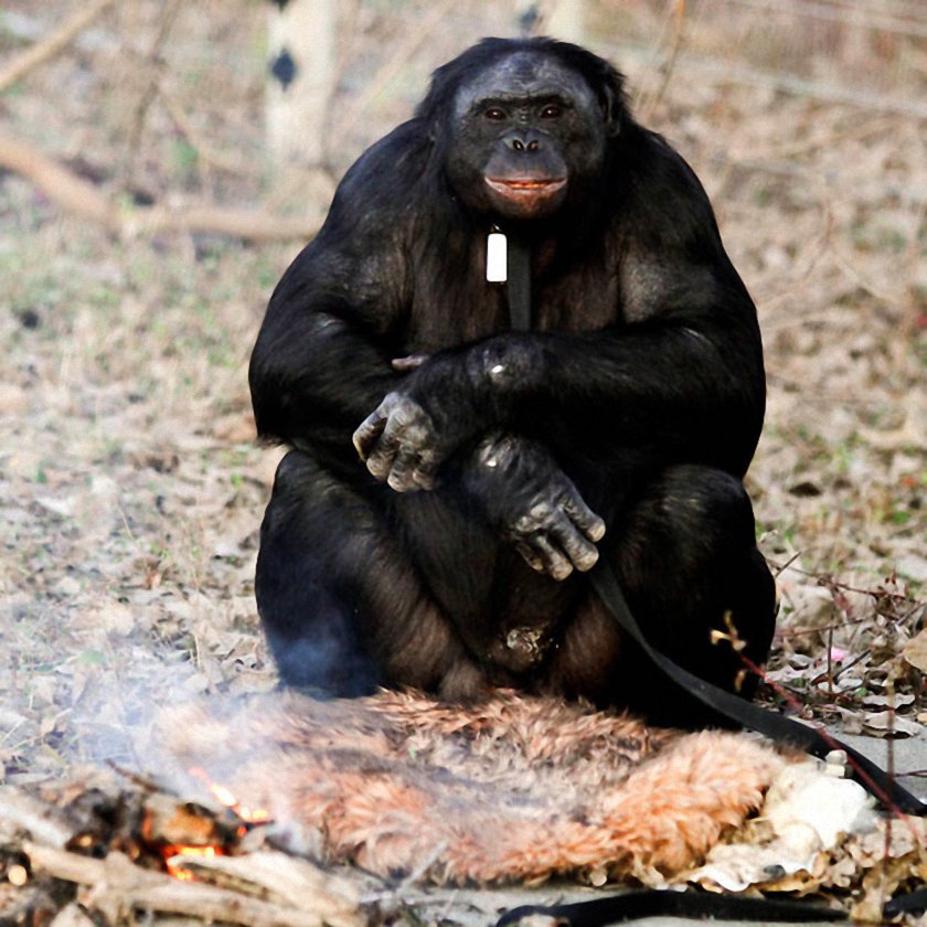 Bonobo Chimp Lights Fire and Cooks On It