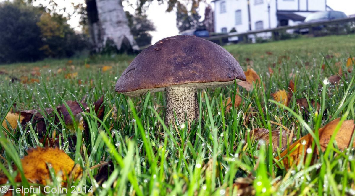 Bay Bolete mushroom